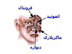 بخش داخلی یا حفره بینی